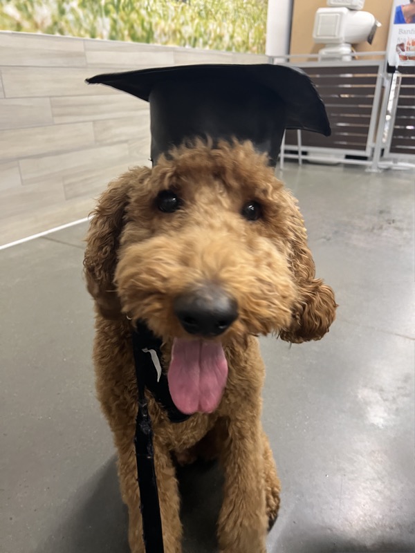 Toastie the poodle wearing a graduation cap — the inspiration behind Pet Capsule